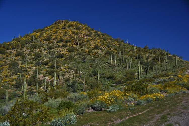 wildflowers